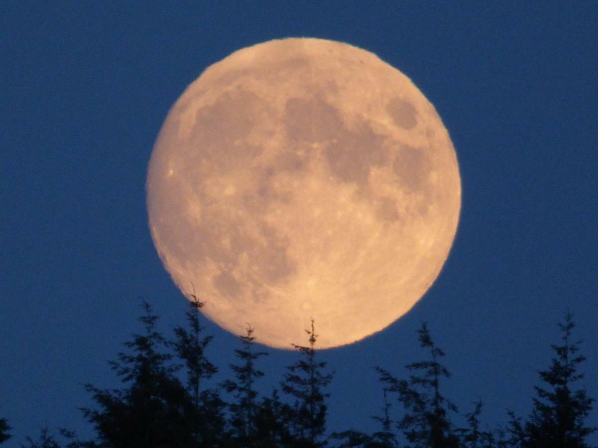 Hunters Moon B&B Tidworth Eksteriør billede